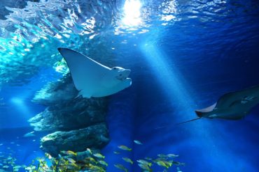 一人水族館