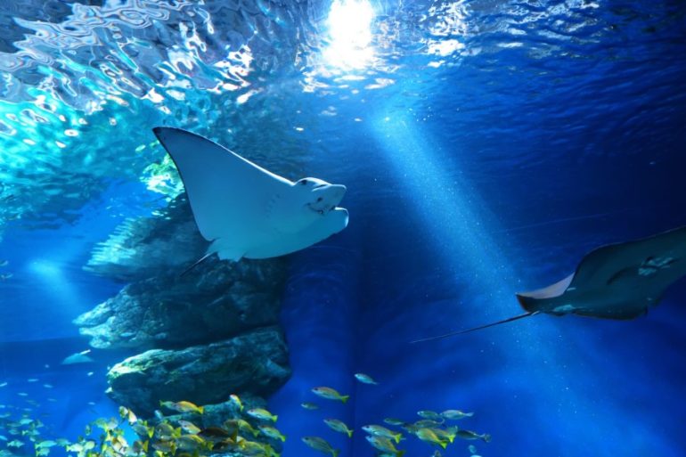 一人水族館