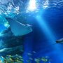一人水族館